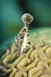 Filefish taken with Nikon D70 and 60mm lens at James Bond... by Andrea Lee 